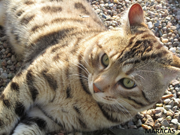 bengal brown a rosettes